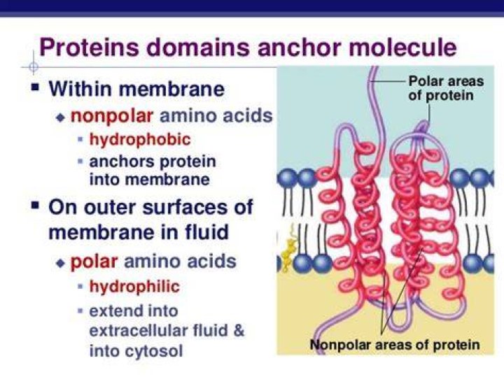 Are membrane proteins polar or nonpolar?